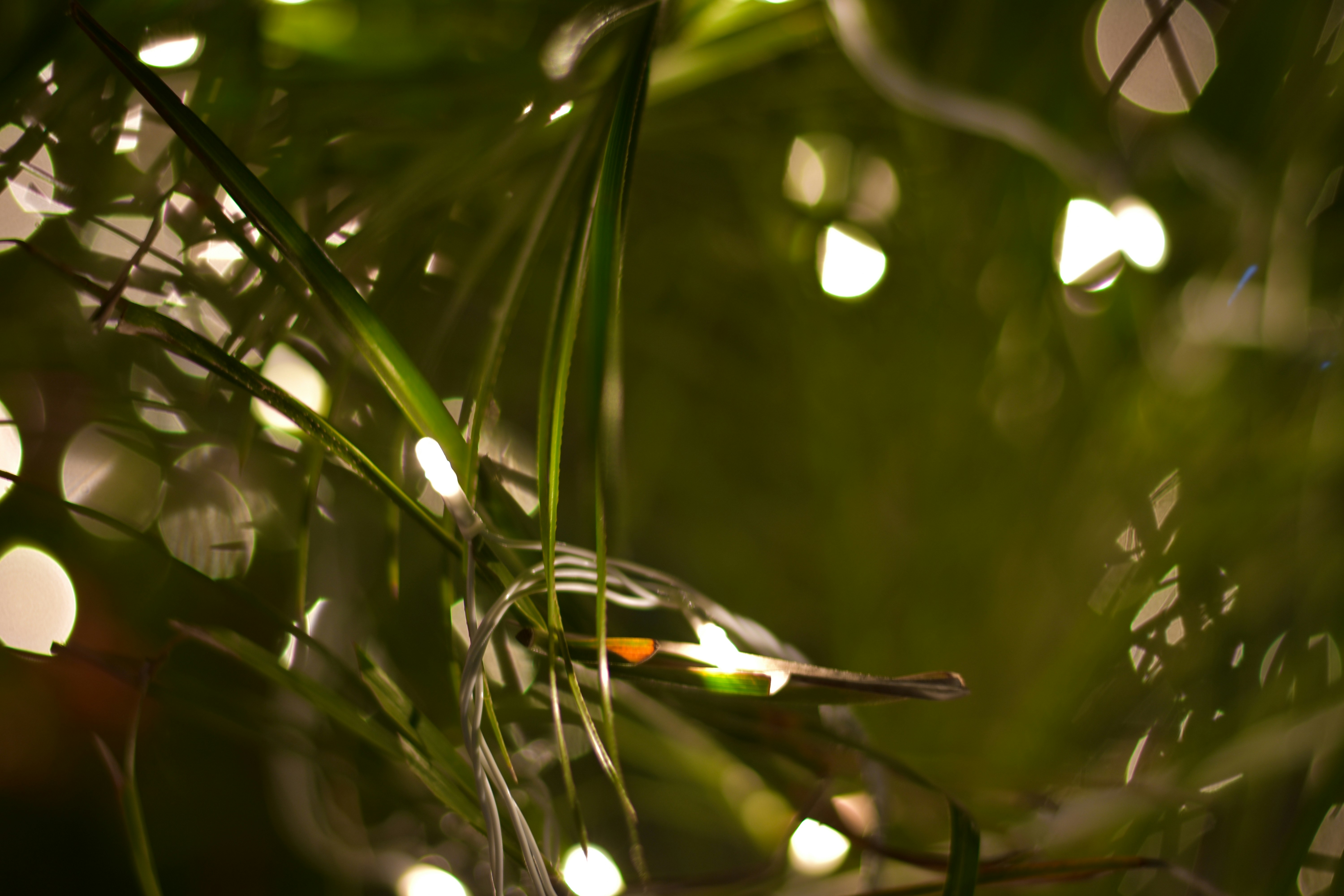 Photo by neelakshi_singh_