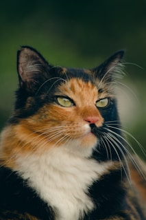 a close up of a cat with green eyes