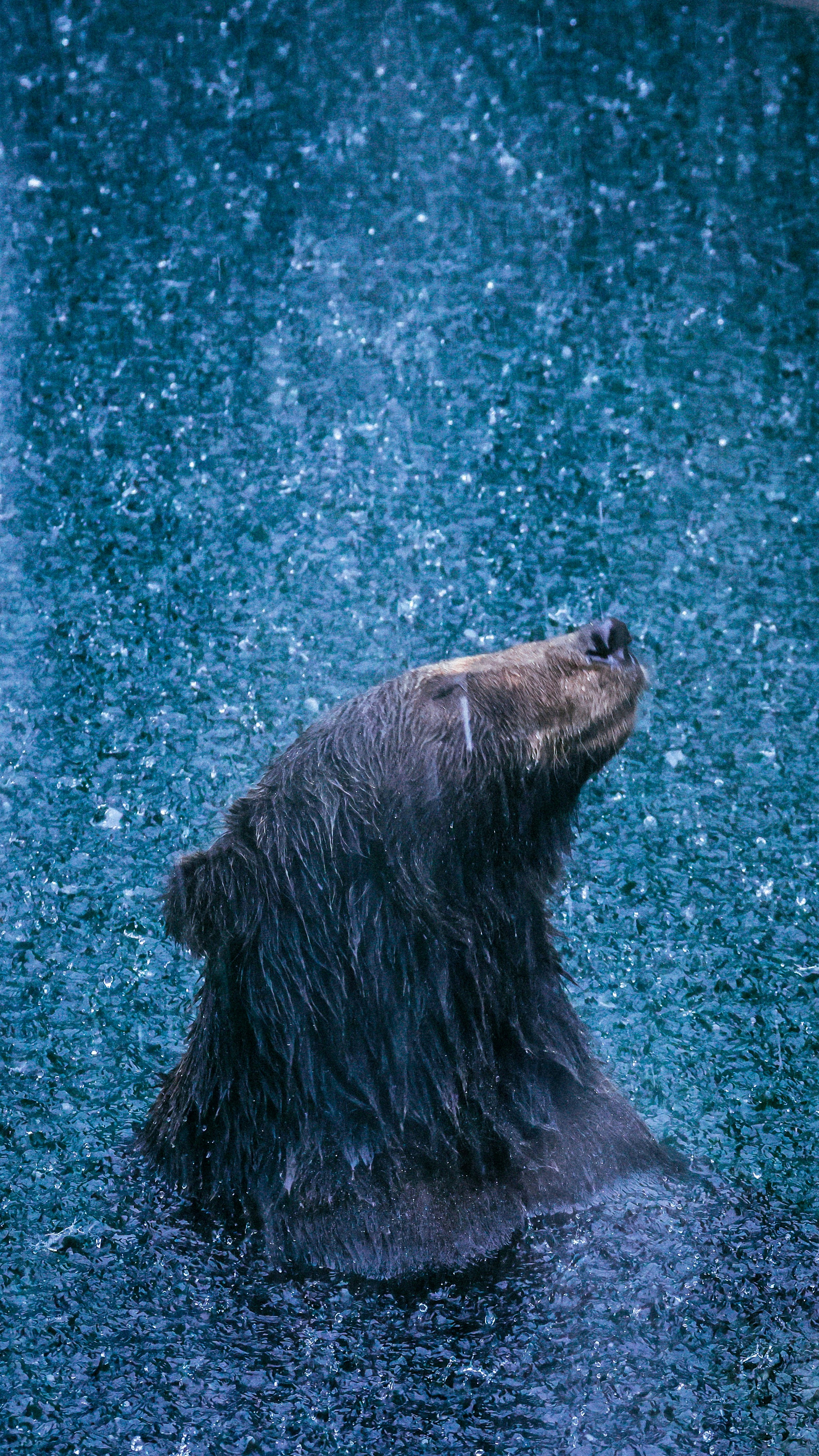 a wet bear in a pool of water