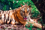 A majestic tiger resting in the lush Ranthambore National Park.