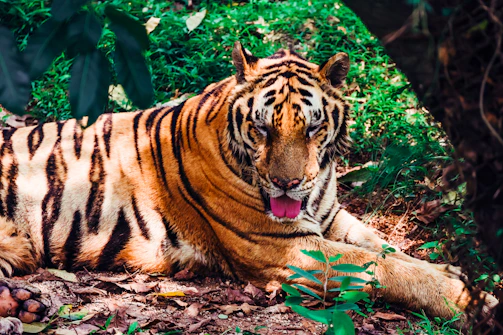 A majestic Bengal tiger resting under the shade of a large tree in Ranthambhore National Park.