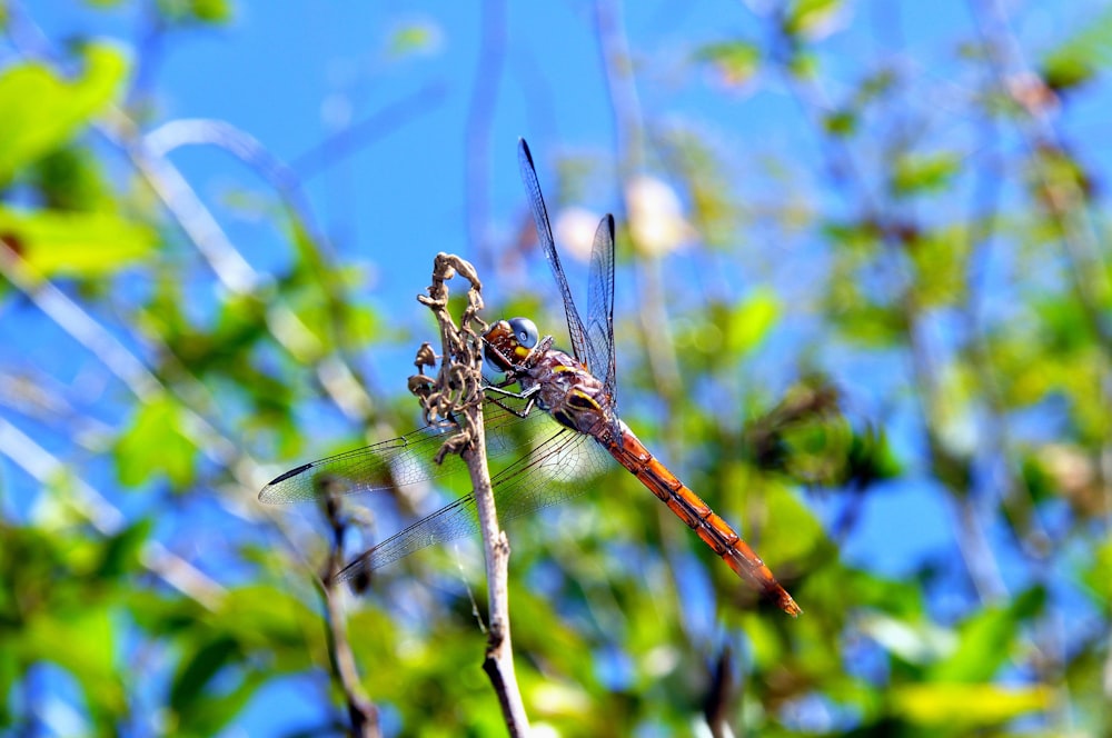 a couple of dragonflies sitting on top of a tree branch