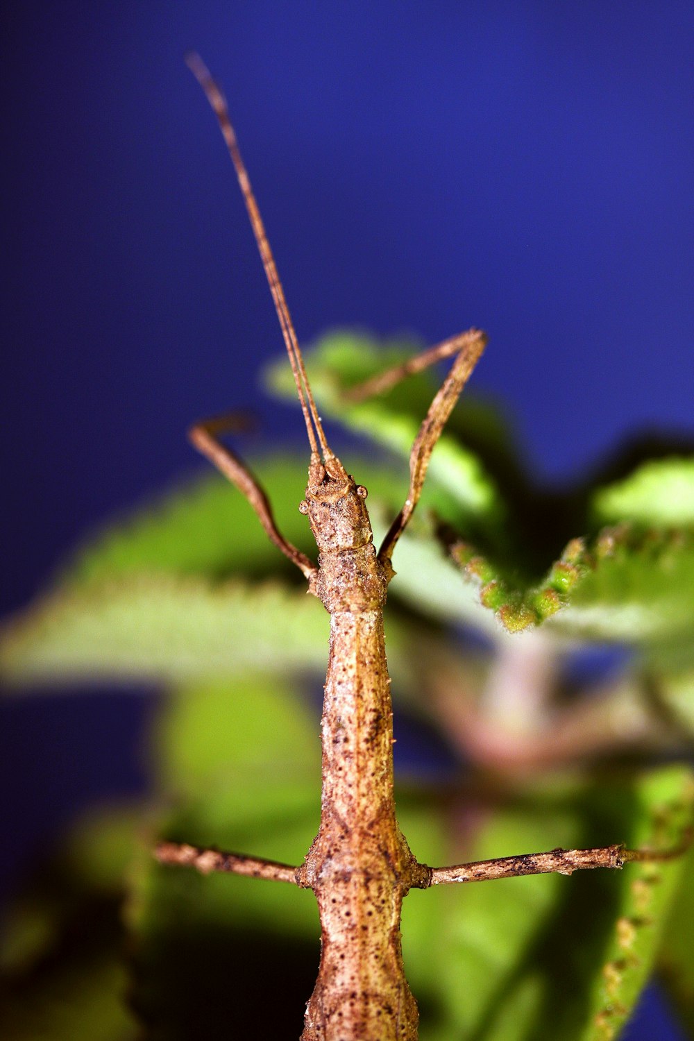 a close up of a bug on a leaf