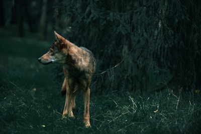 A lone wolf stands amidst a dense, shadowy forest, its coat blending into the dark green hues of the surrounding foliage. The wolf's ears are perked, and it gazes intently off to the side, alert and attentive to its environment. The light filtering through the trees casts a subtle, moody illumination over the scene.