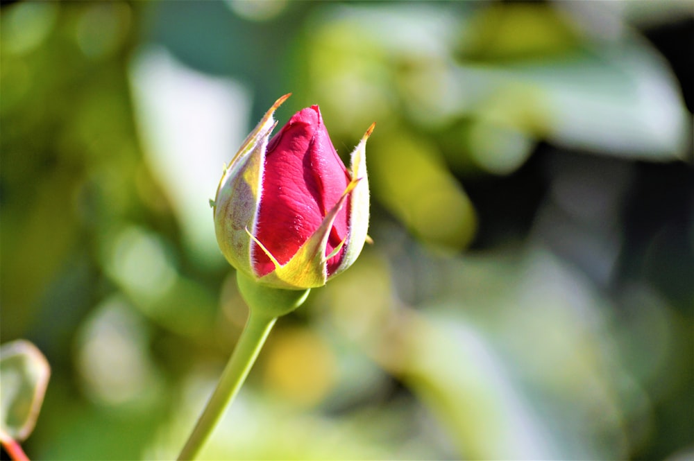 a single red flower with a green background