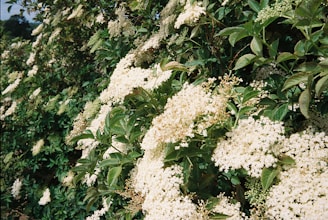 Summer herbs such as yarrow and elderflower depicted with bright, sunlit colors and detailed blossoms.