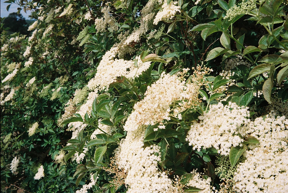 a bunch of white flowers growing on the side of a wall