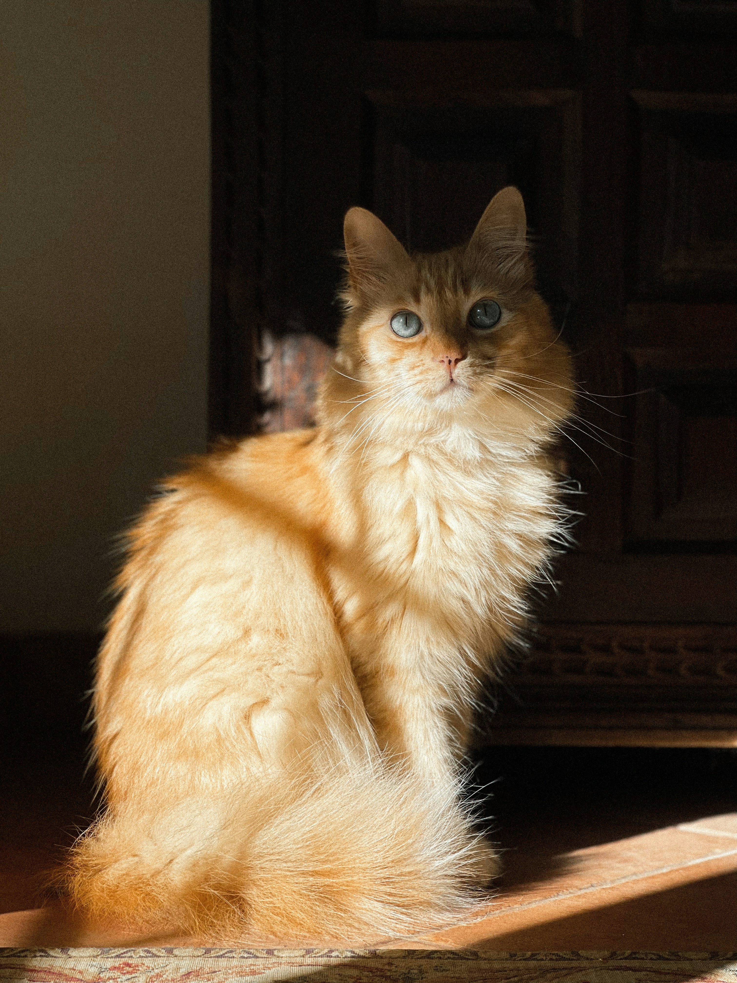 a cat sitting on the floor in the sunlight