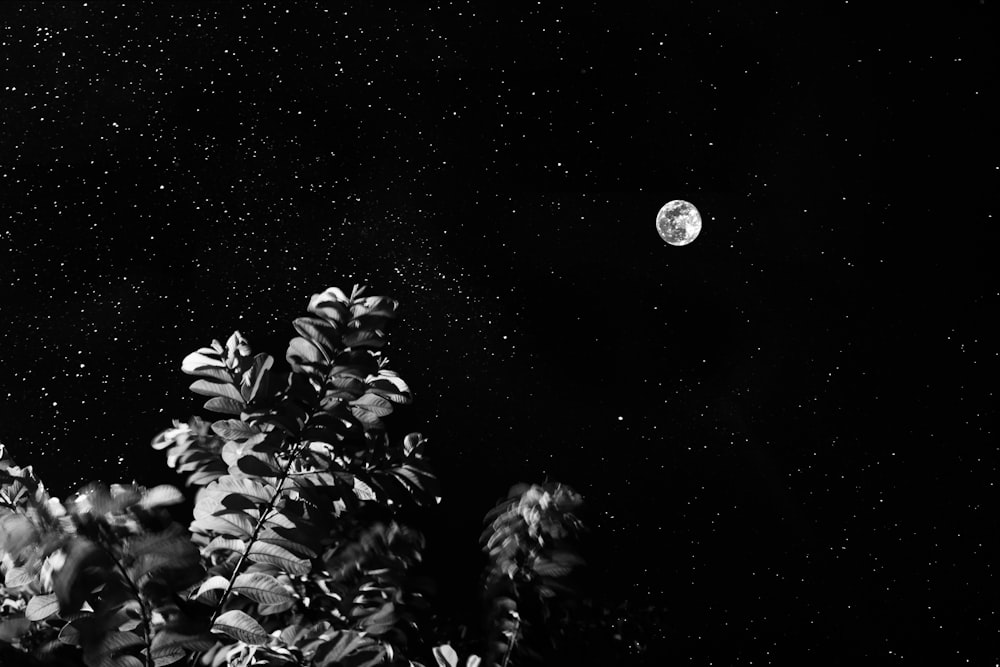 a black and white photo of a full moon