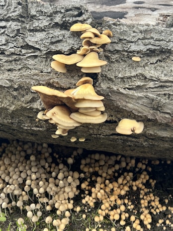 A cluster of cream-colored mushrooms grows out of a decaying, textured piece of wood. Below the wood, several smaller mushrooms are clustered together on the ground, creating a dense grouping. The mushrooms have smooth, dome-shaped caps and are varying in size. The rough bark of the wood contrasts with the smooth surface of the mushroom caps.