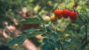 Heirloom Tomatoes