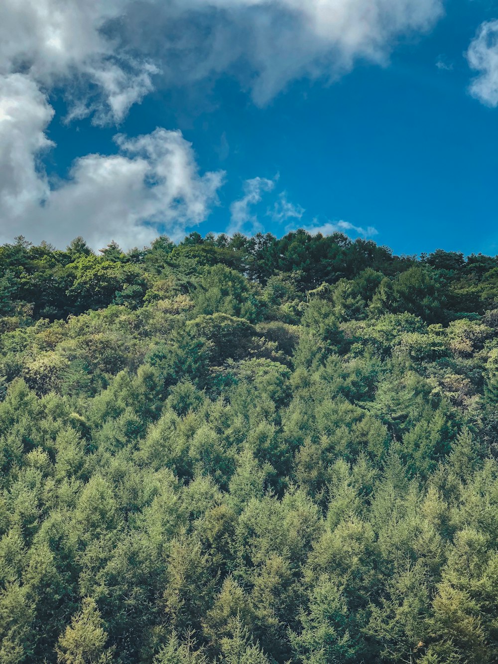 a hill covered in lots of trees under a cloudy blue sky
