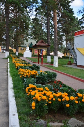 A well-maintained garden path is bordered by lush marigolds and other green plants. Tall pine trees provide shade and stand in the background. A colorful structure with a green roof and a red decorative post enhances the serene setting. The area appears clean and welcoming, with touches of traditional design elements.