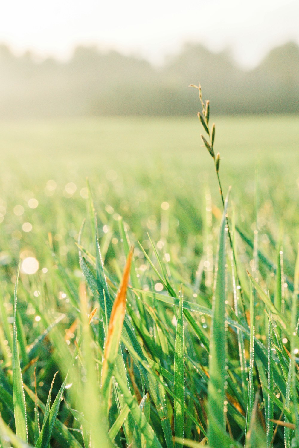 Un primo piano di un campo in erba con uno sfondo sfocato