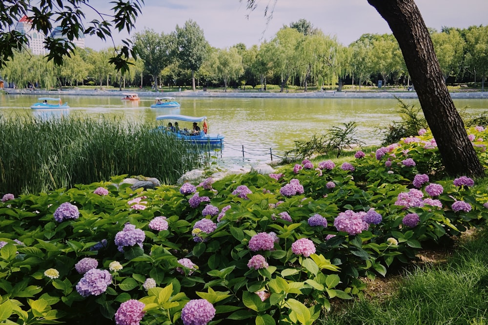 a lake with boats and flowers in the foreground
