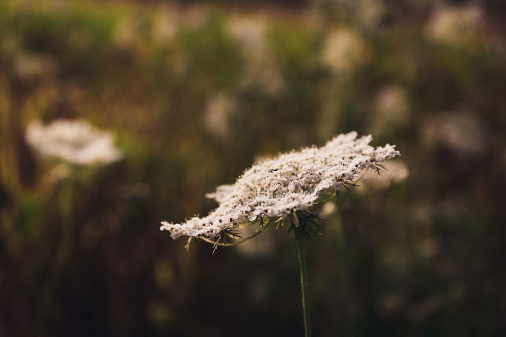 a close up of a white flower in a field