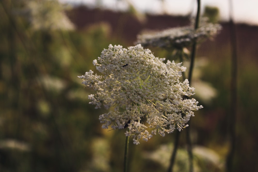 a close up of a white flower in a field