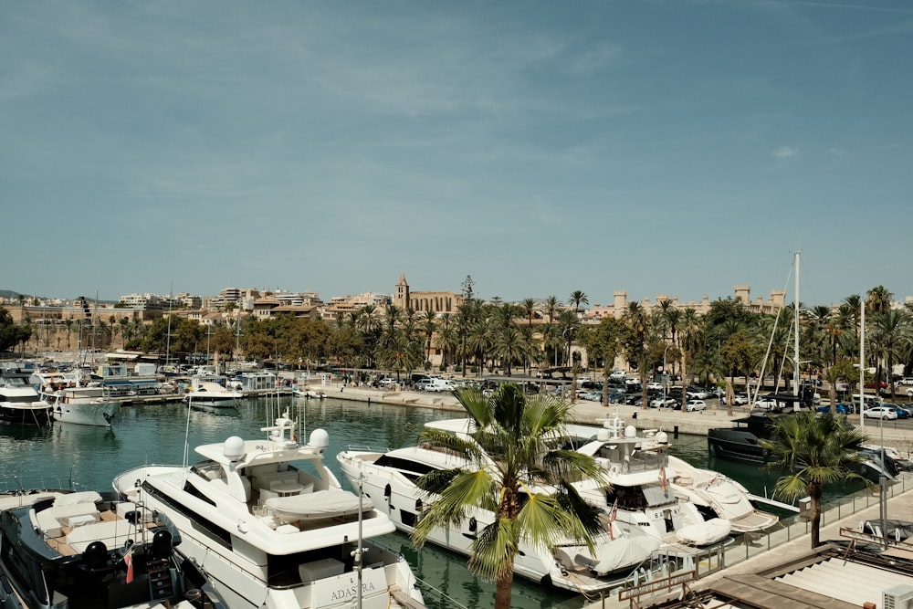 a marina filled with lots of white boats