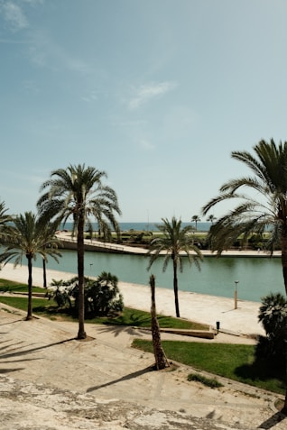 a view of a beach with palm trees and a body of water