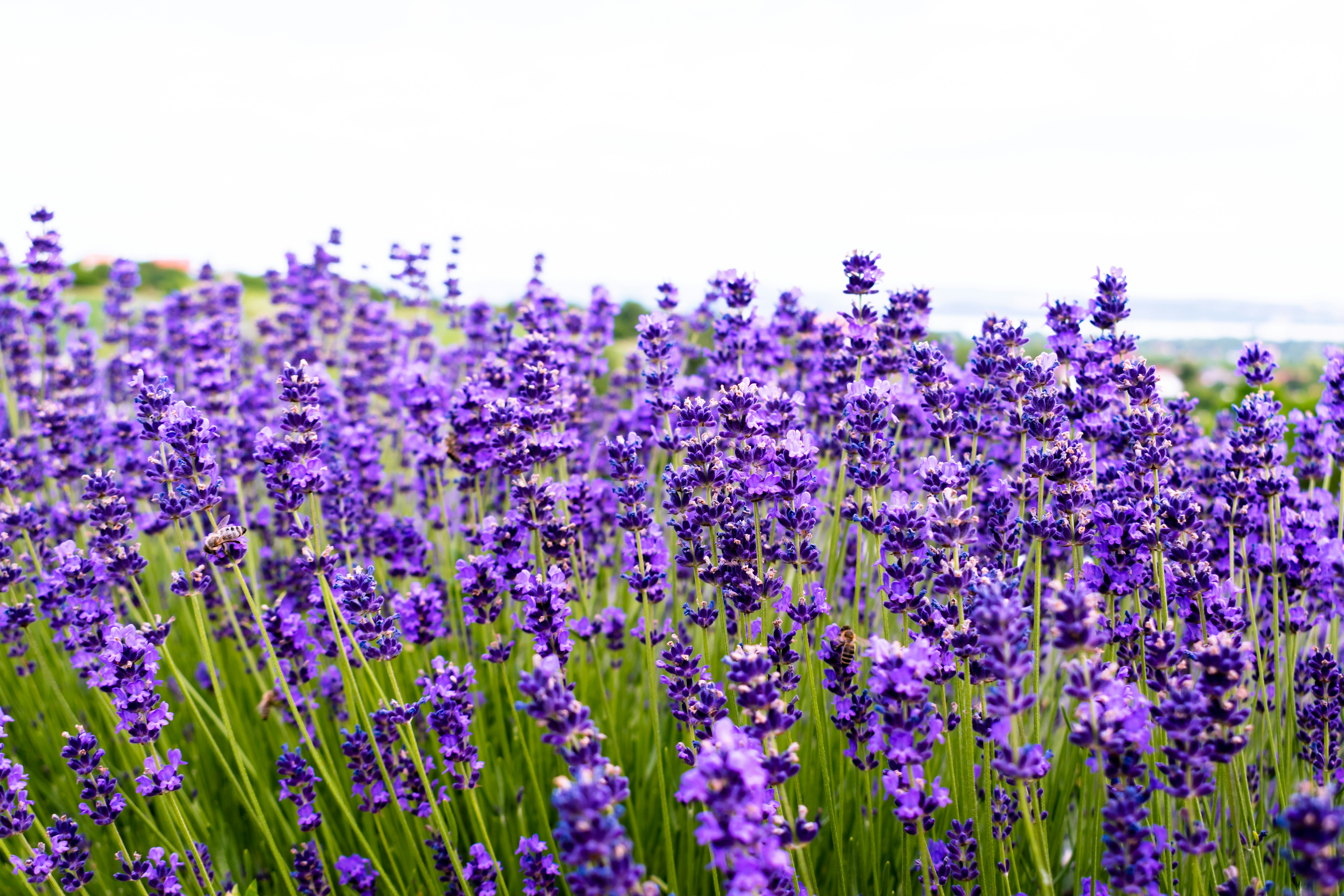 a field full of purple flowers on a sunny day, 