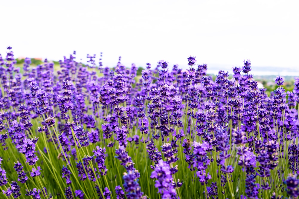 Ein Feld voller lila Blumen an einem sonnigen Tag