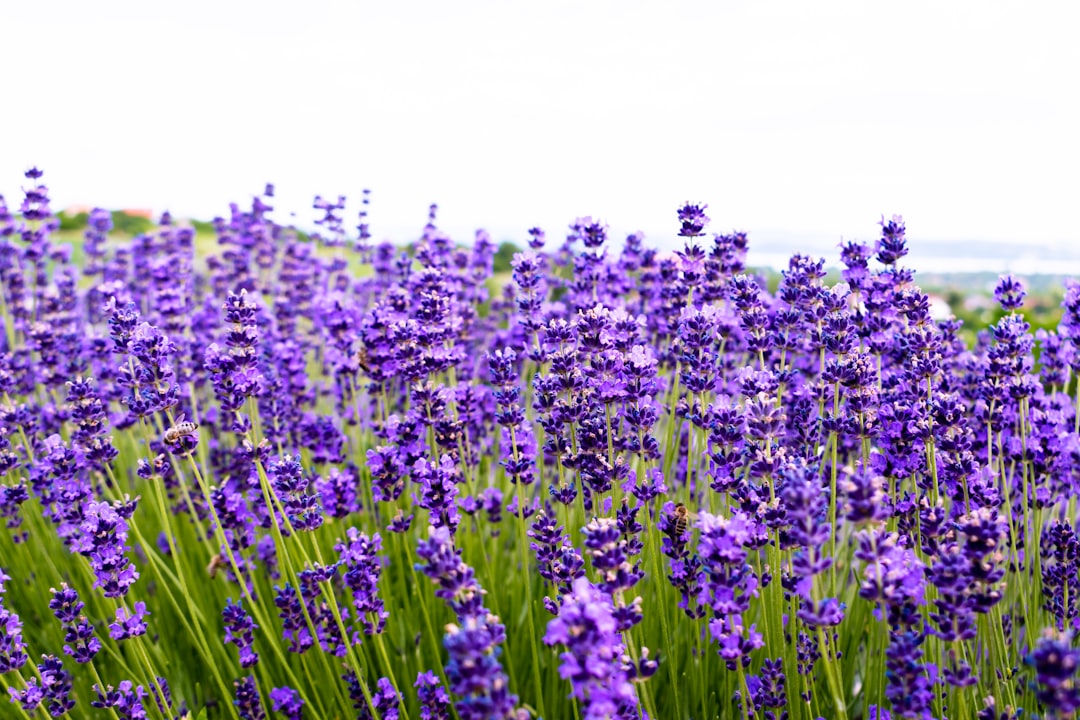 a field full of purple flowers on a sunny day,