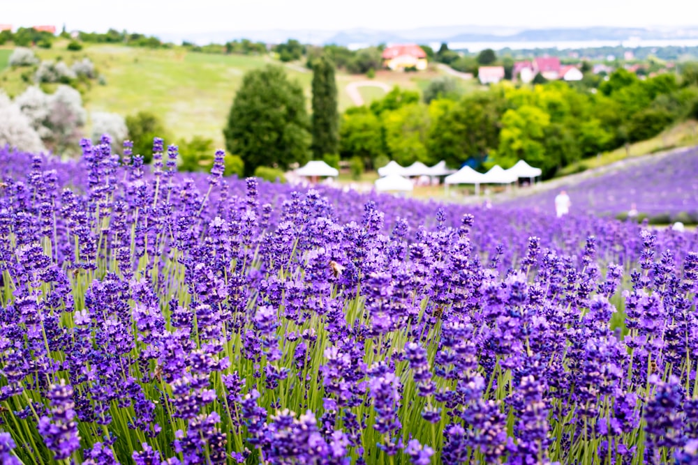 Ein Feld voller lila Blumen neben einem üppig grünen Hügel