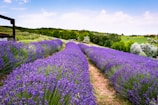 A vibrant lavender field stretches into the distance, with rows of lush purple flowers lining a dirt path. The landscape is set against a backdrop of green hills and trees under a partly cloudy blue sky.