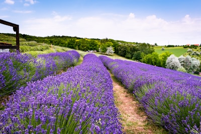 A vibrant lavender field stretches into the distance, with rows of lush purple flowers lining a dirt path. The landscape is set against a backdrop of green hills and trees under a partly cloudy blue sky.