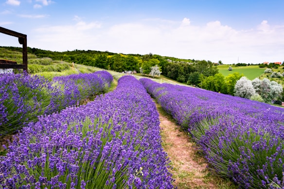 A vibrant lavender field stretches into the distance, with rows of lush purple flowers lining a dirt path. The landscape is set against a backdrop of green hills and trees under a partly cloudy blue sky.