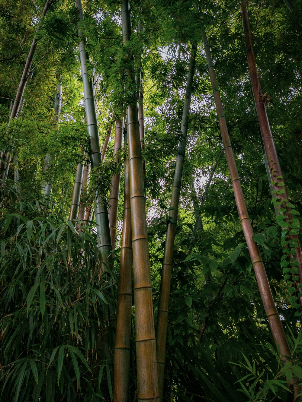 a group of tall bamboo trees in a forest