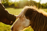 A young rider gently grooming a chestnut horse under the warm afternoon sun.