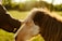 A close-up view of a horse being gently petted on the head by a person's hand. The scene is set against a sunlit grassy field, creating a warm and peaceful atmosphere.