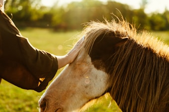 A close-up view of a horse being gently petted on the head by a person's hand. The scene is set against a sunlit grassy field, creating a warm and peaceful atmosphere.