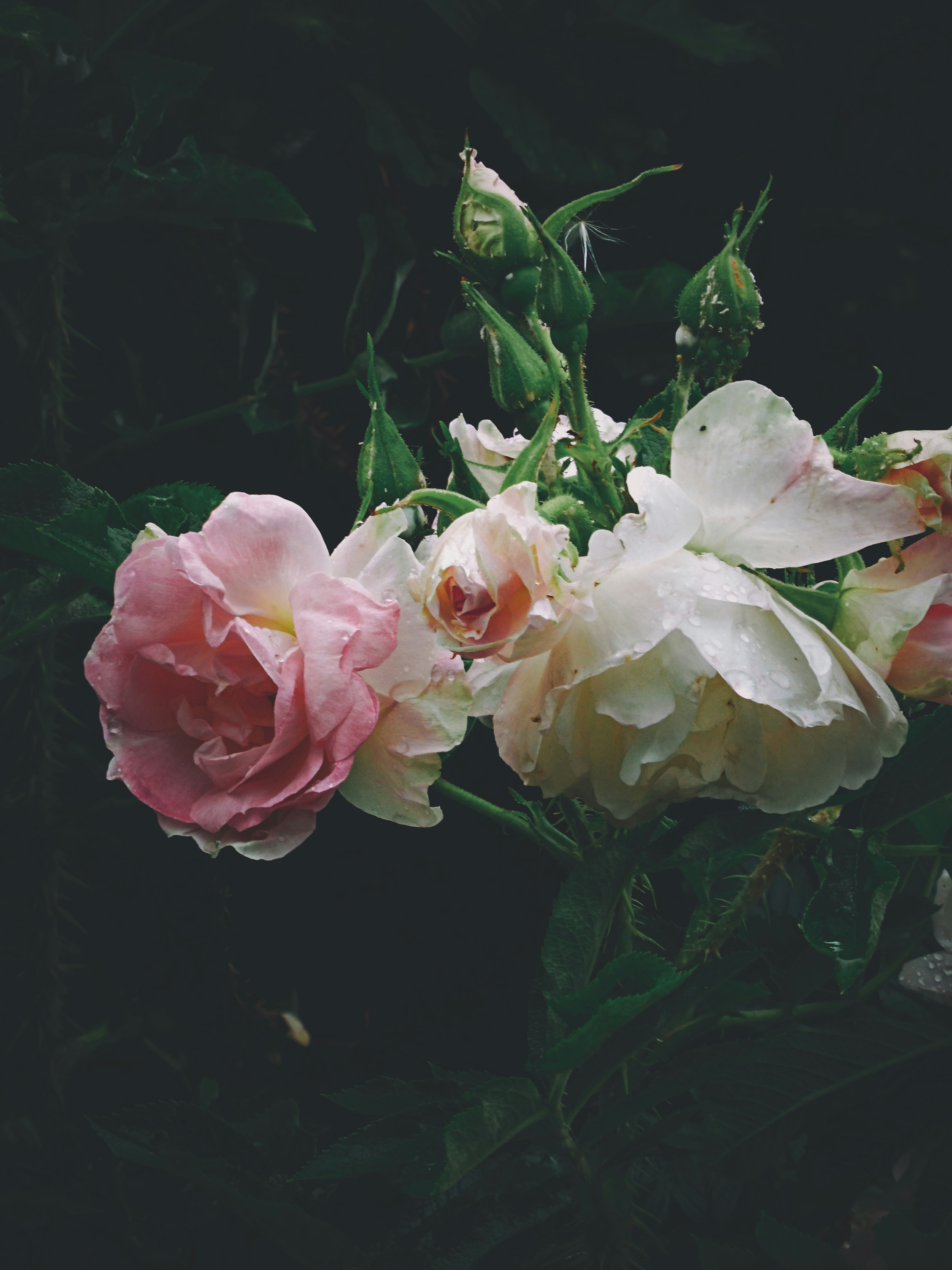 Photo by elena_bocharova