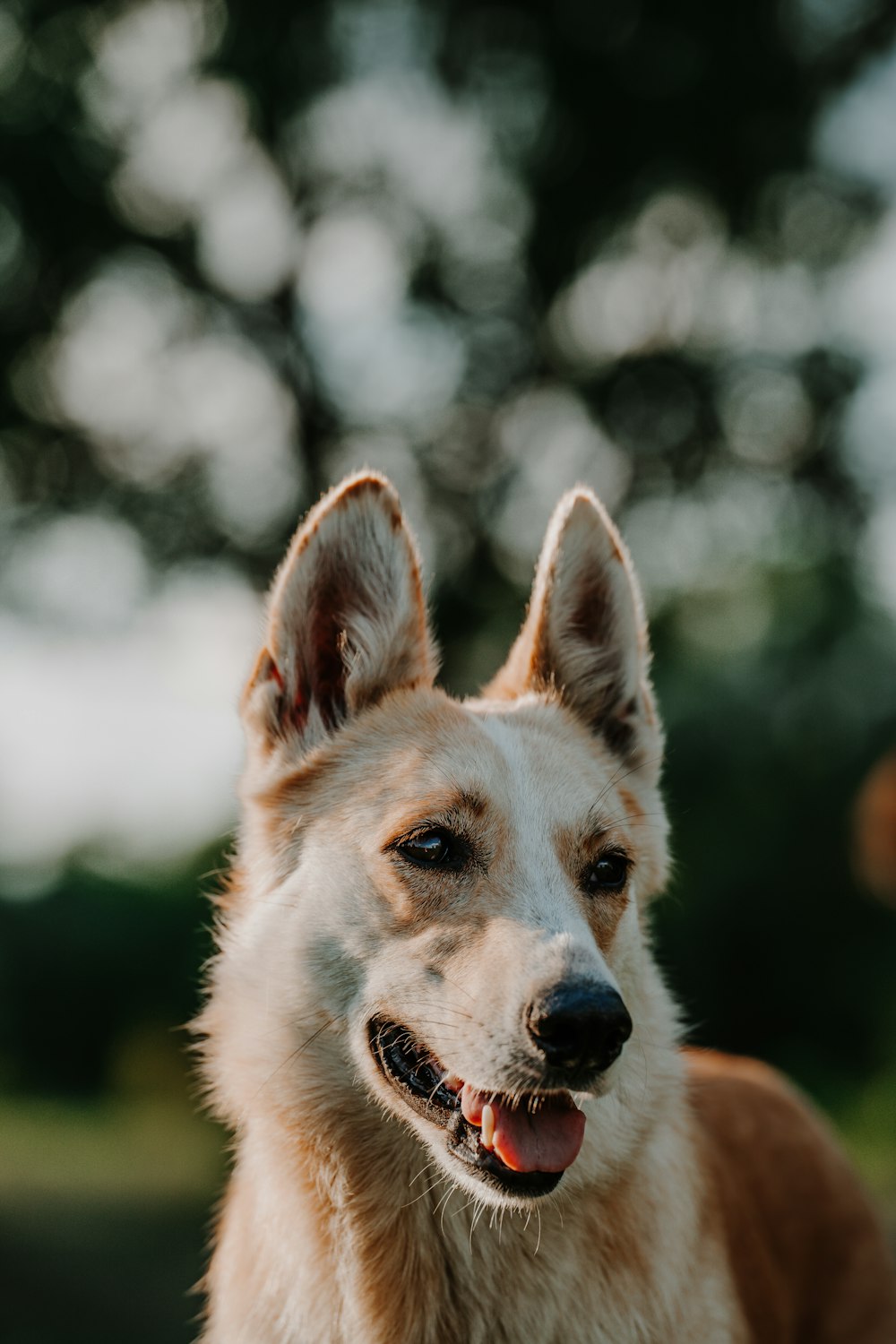 a close up of a dog looking at the camera