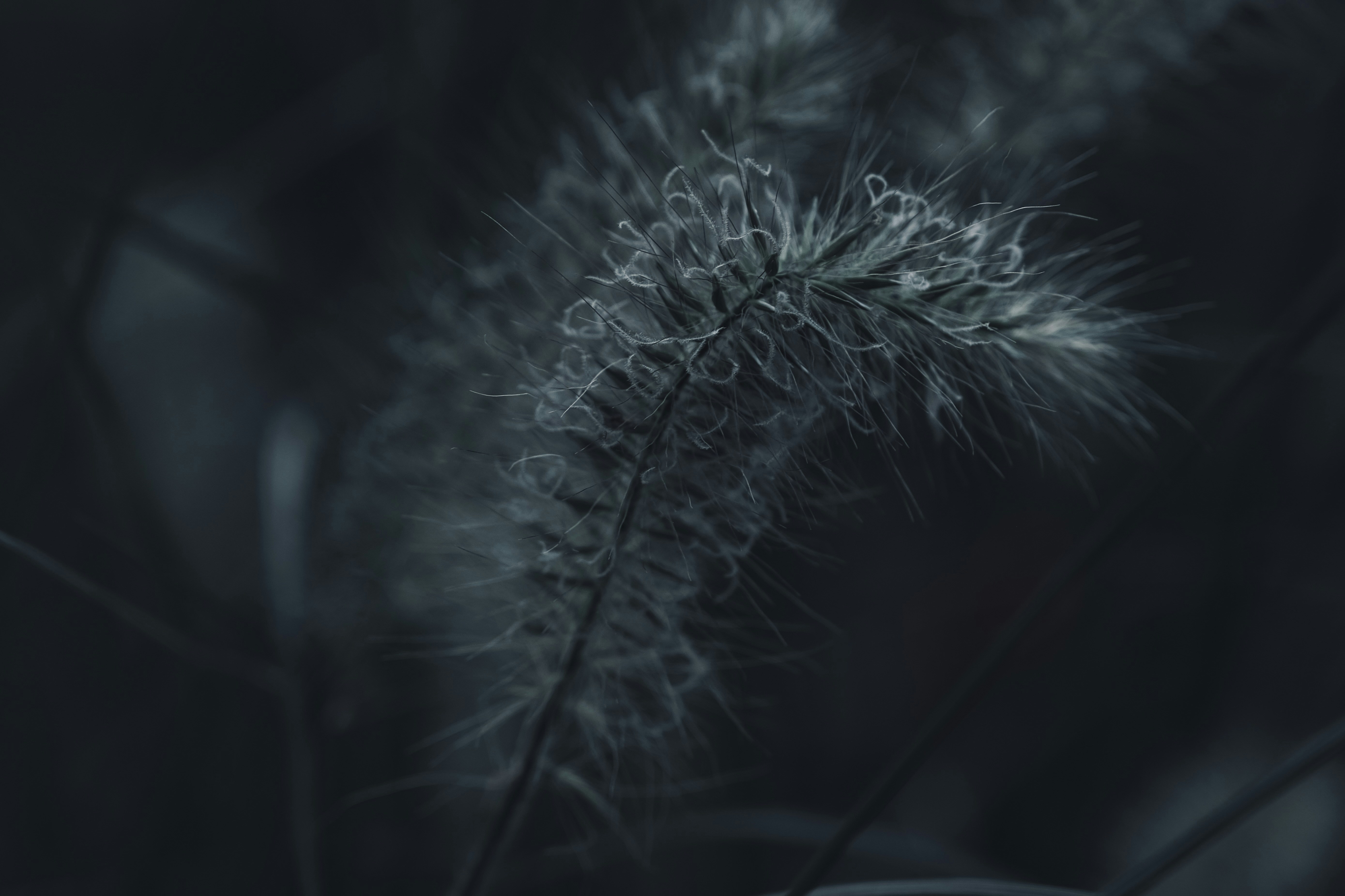 タンポポの白黒写真