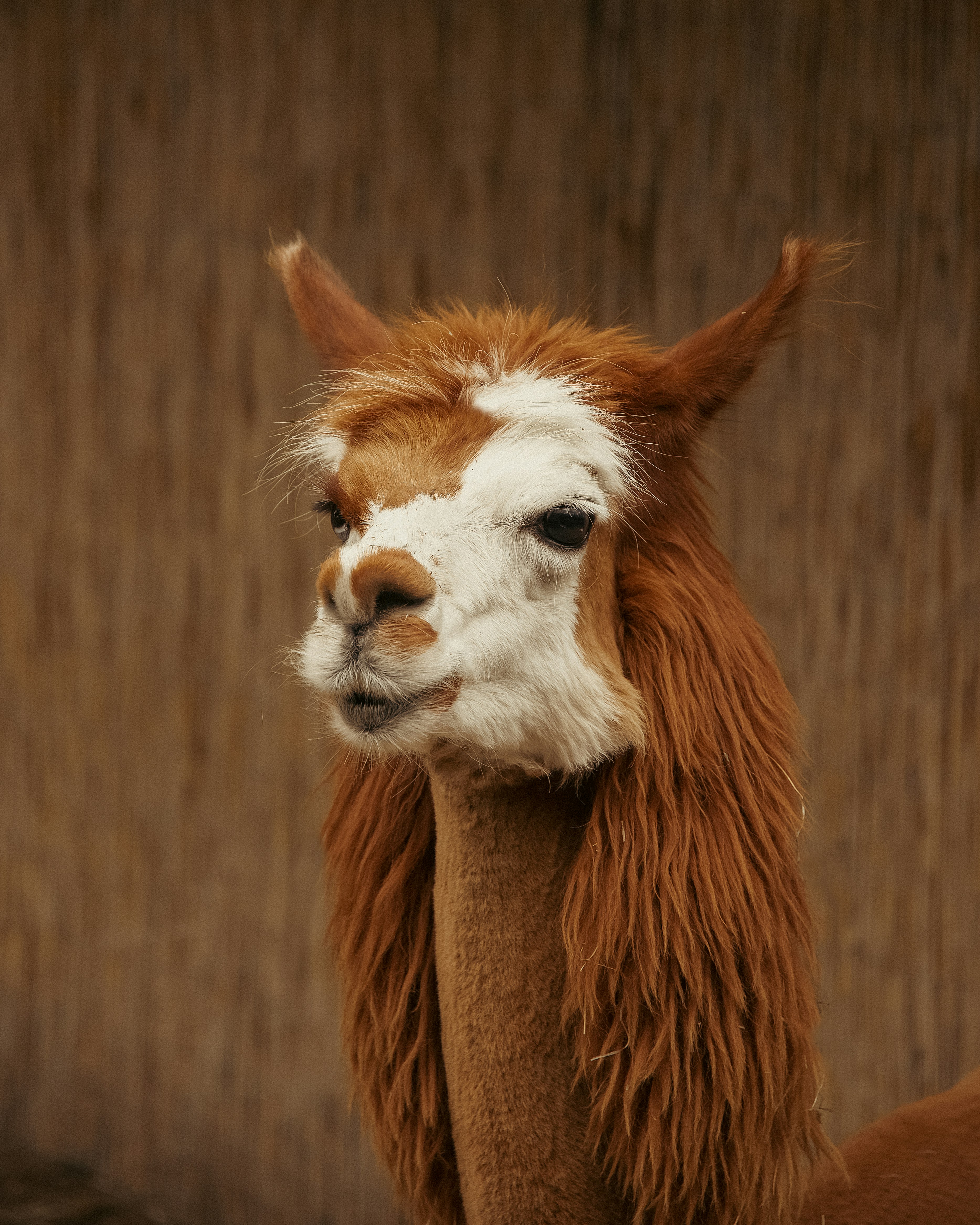 Gros plan d’un lama aux cheveux longs photo – photo gratuite sur unsplash
