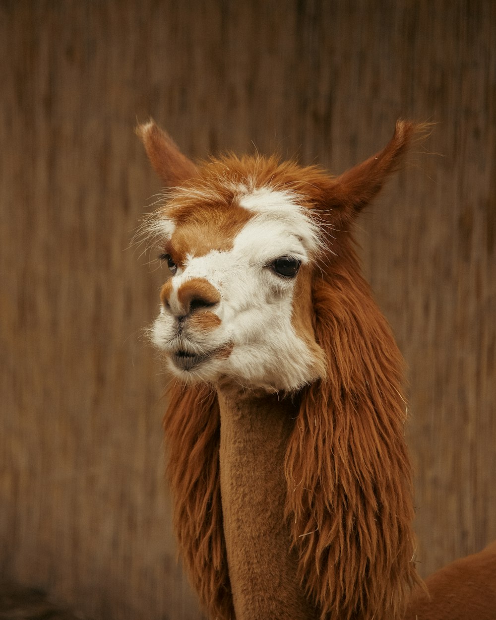 a close up of a llama with long hair
