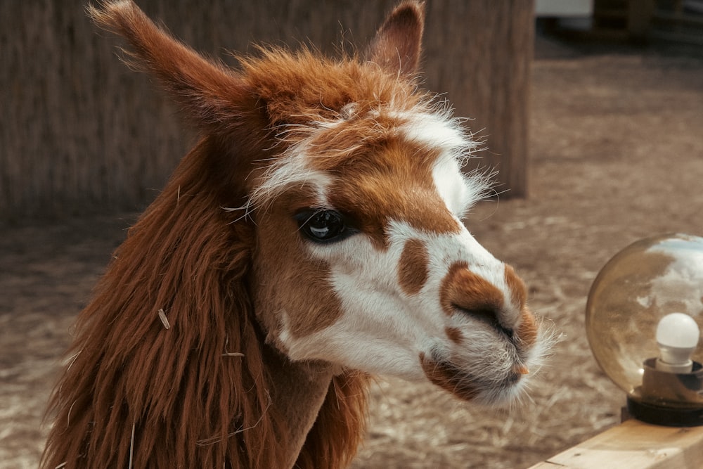 a close up of a horse near a fence