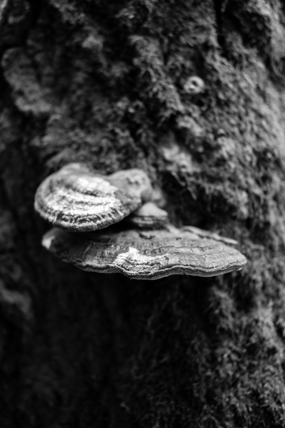 a group of mushrooms that are on a tree
