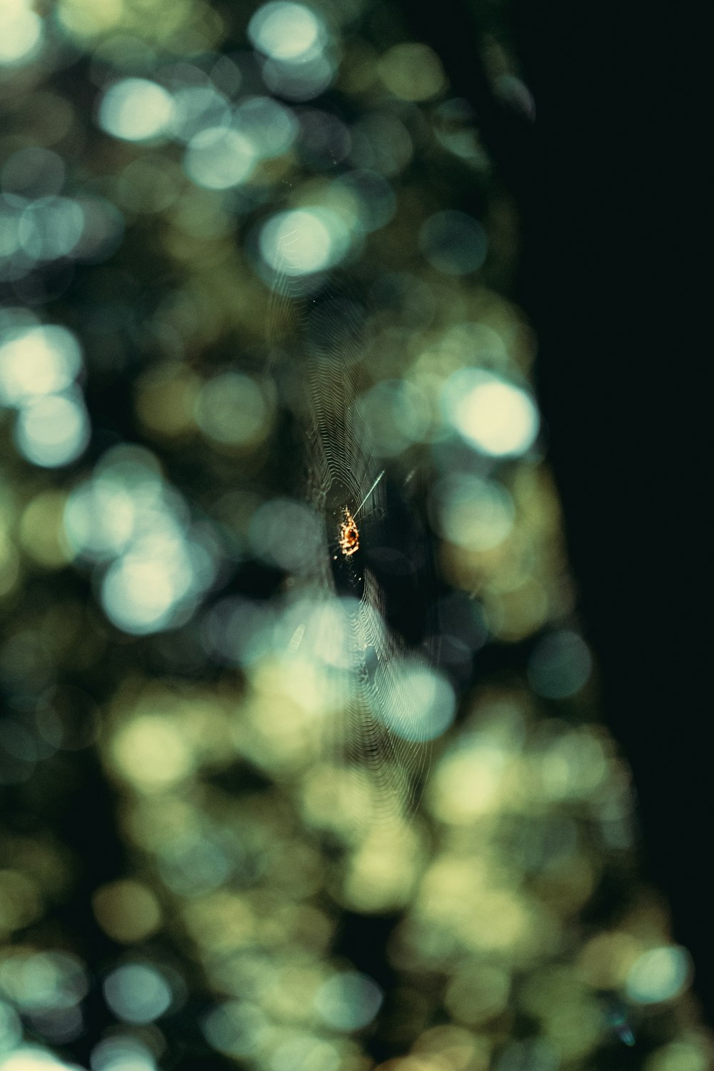 a spider in its web in front of a tree