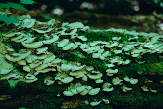 Rows of shiitake mushrooms flourishing on wooden logs in shaded farm area