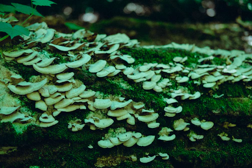 Rows of shiitake mushrooms flourishing on wooden logs in shaded farm area
