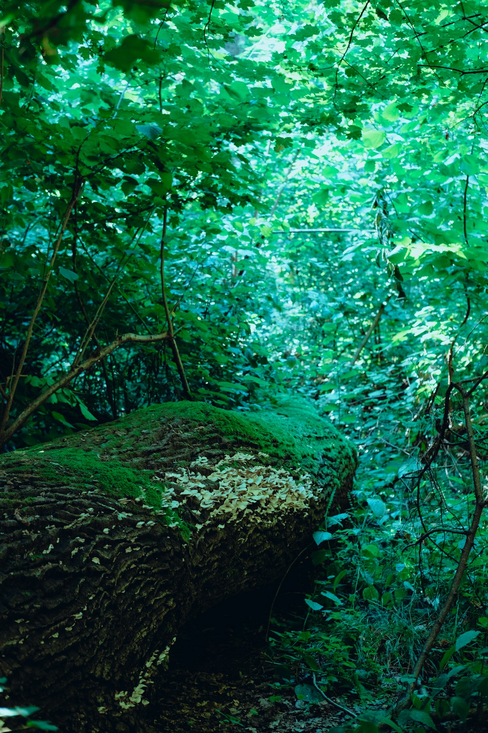 a forest filled with lots of green trees