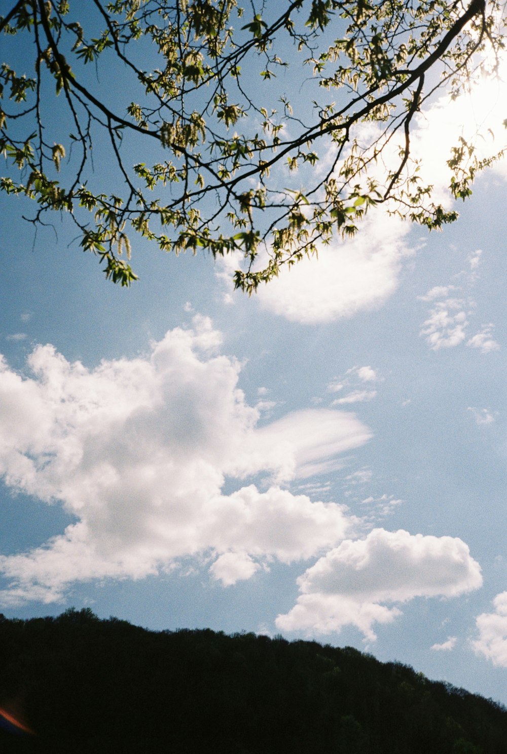 a view of a hill with a tree in the foreground