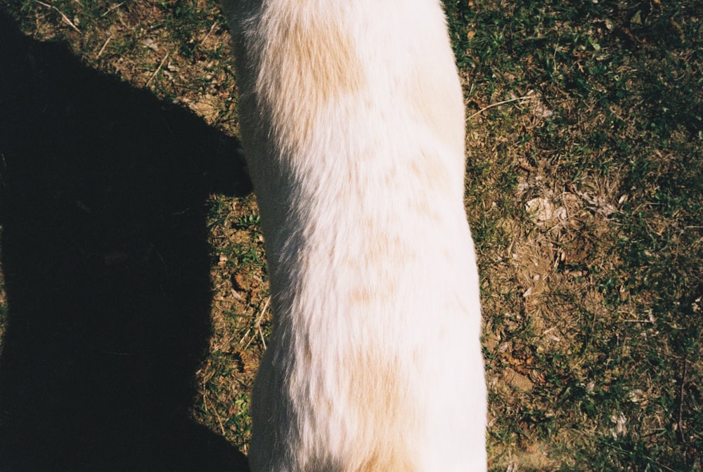 a large white dog standing on top of a lush green field