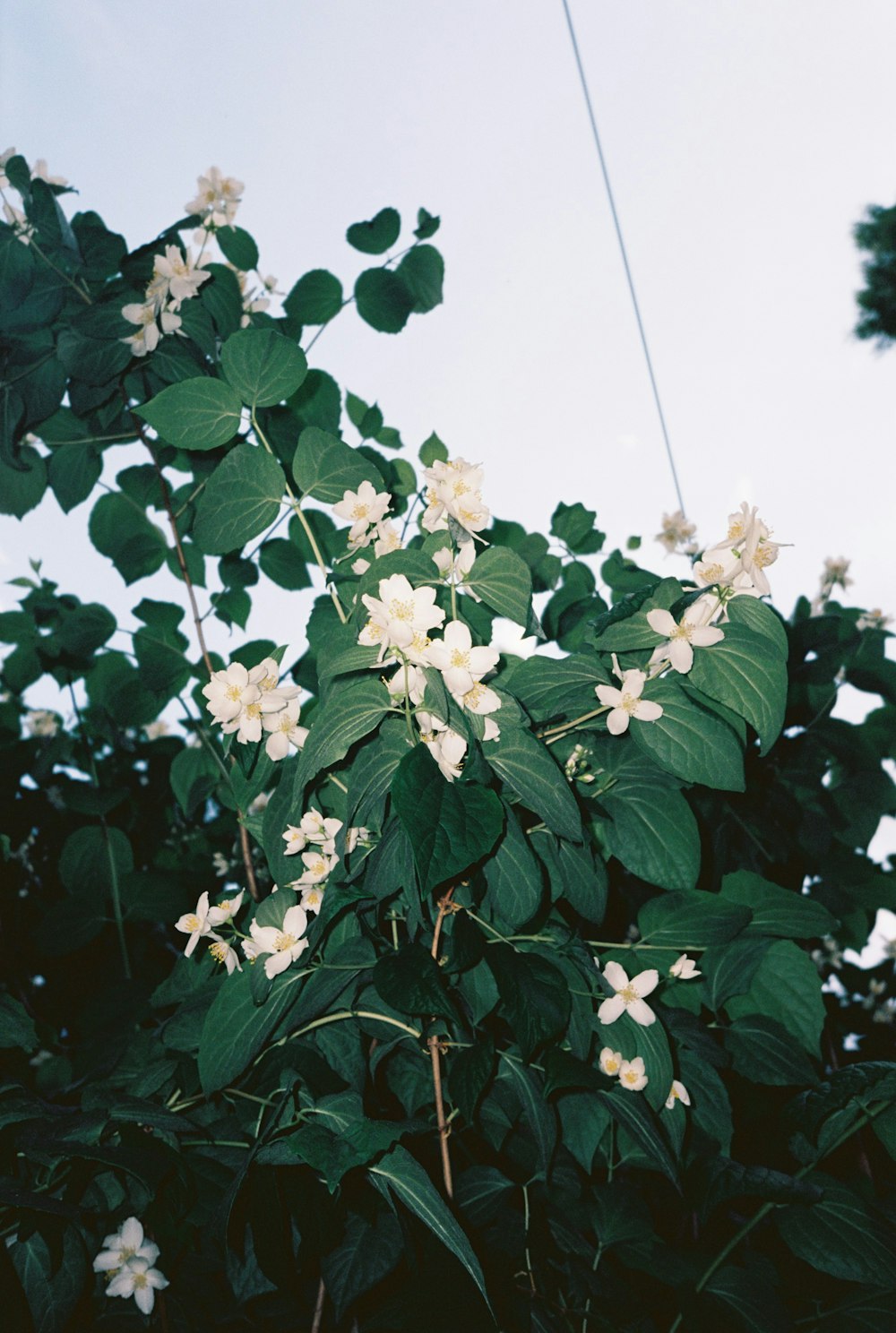 a tree with white flowers and green leaves