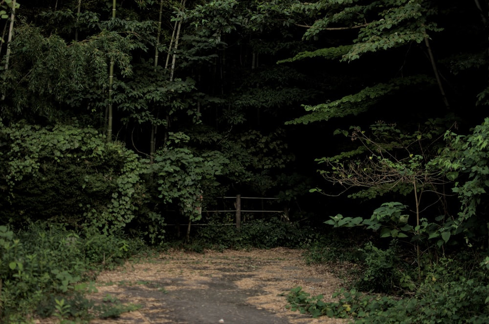 a dirt road surrounded by trees and bushes