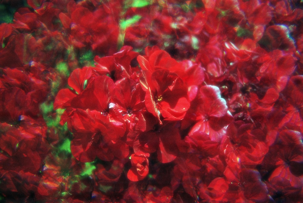 a bunch of red flowers that are in the water